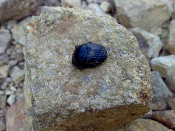 Richiesta identificazione scarabei sardi